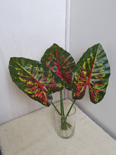 Load image into Gallery viewer, Caladium Leaves
