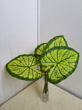Load image into Gallery viewer, Caladium Leaves
