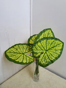 Caladium Leaves