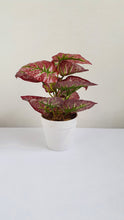 Load image into Gallery viewer, Artificial Potted House Plants Hosta Caladium Nepthytis Leaves in White Pot 10 inches
