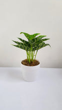 Load image into Gallery viewer, Artificial Potted House Plants Hosta Caladium Nepthytis Leaves in White Pot 10 inches
