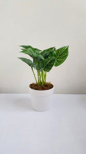 Artificial Potted House Plants Hosta Caladium Nepthytis Leaves in White Pot 10 inches