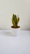 Load image into Gallery viewer, Artificial Sanseviera Snake Plant (2 sizes)
