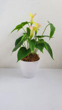 Load image into Gallery viewer, Artificial Calla Lily Arrangement
