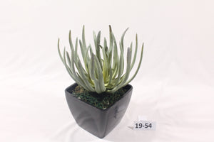 Succulent in Vase (Series 1)