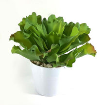 Load image into Gallery viewer, Succulent in Vase (Series 2)
