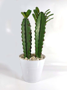 Succulent in Vase (Series 2)