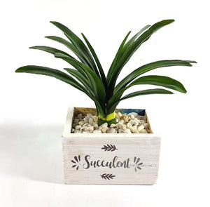 Succulent in Vase (Series 2)