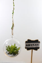 Load image into Gallery viewer, Hanging Round Terrarium with Plant
