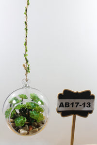 Hanging Round Terrarium with Plant
