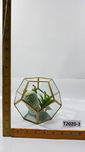Succulent in Geometric Vases