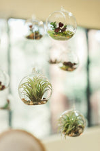 Load image into Gallery viewer, Hanging Glass Terrarium
