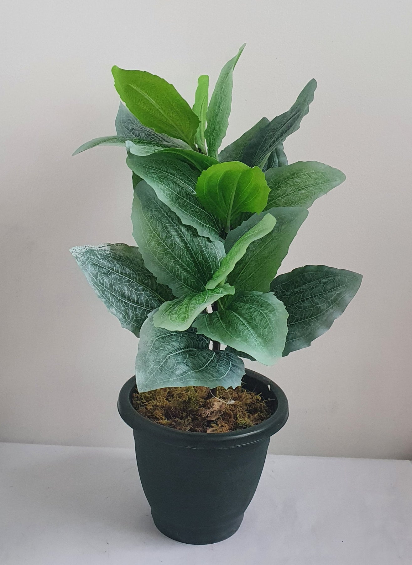 elephant ear plant ireland Alocasia Portodora | Elephant Ear main image 0